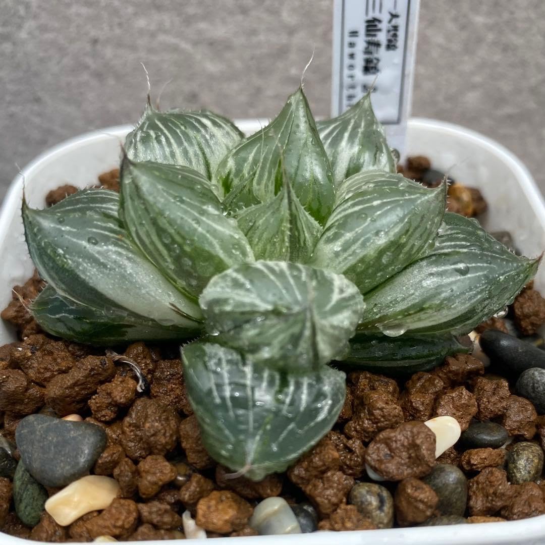 三仙寿錦 白斑 オブツーサ錦 ハオルチア 多肉植物多肉植物⁄ハオルチア